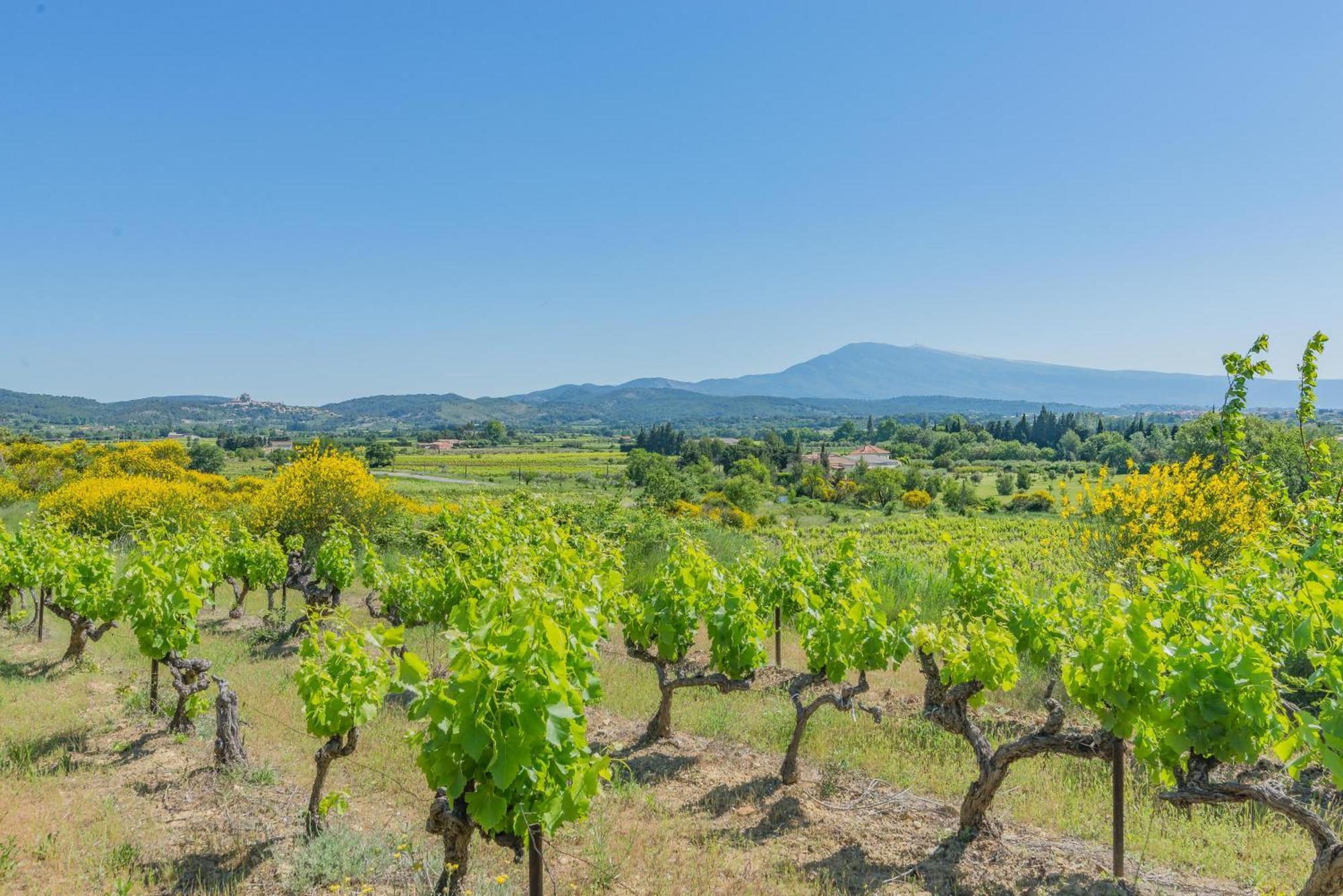 Domaine Purviti Beaumes-de-Venise